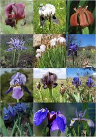 The scientific name of the state animal of poland is bison bonasus. Frontiers All The Colors Of The Rainbow Diversification Of Flower Color And Intraspecific Color Variation In The Genus Iris Plant Science