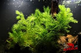 Image result for Ceratophyllum demersum