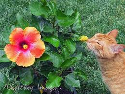 All orange cats are tabbies, but not all tabbies are orange cats! Pink Yellow Hibiscus Hawaiian Flower With Orange Tabby Cat By Cherokeyimages 25 00 Orange Tabby Cats Yellow Hibiscus Orange Tabby