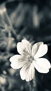 Flower Wallpapers Android Apps On Google Play Fotografia Da Natureza Flores Escuras Planos De Fundo