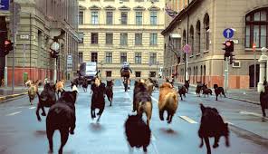 Choose necessary videos, upload them to the pixiko editor. Amy Taubin On Kornel Mundruczo S White God Artforum International