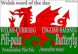 English bahasa indonesia čeština deutsch español français magyar italiano nederlands polski português (brasil) português (portugal) srpski (latinica) svenska türkçe български русский српски العربية हिन्दी 中文 (简体) 中文 (繁體) 日本語. Welsh Word Of The Day Welsh Word Of The Day Pili Pala Butterfly