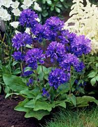 Campanula Superba Flower Garden Plants Beautiful Flowers Planting Flowers