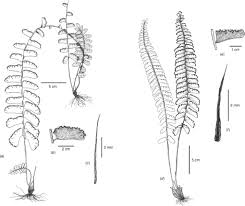 Image result for Adiantum soboliferum