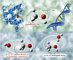 Why Does Hydrogen Bonding Occur? - Quora