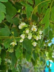 Image result for Cardiospermum grandiflorum