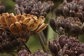 Image result for Heracleum