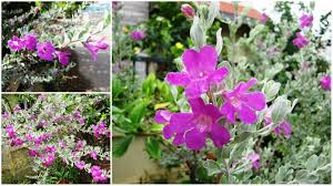 Check spelling or type a new query. Texas Sage A Versatile Ornamental Shrub Star Of Mysore
