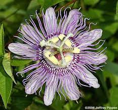 Maypops Passionflower Passiflora Incarnata Fairly Common Statewide In Nc Along Roadsides Thickets And Other Open Habitat Passion Flower Passiflora Flowers