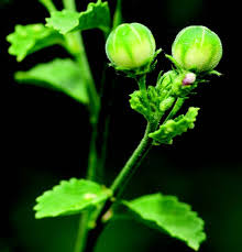 Image result for Hibiscus micranthus