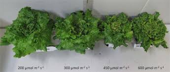 Though it's the least nutritious, the ability of some cultivars to stand. Lettuce Grown At Different Light Intensities 6 Weeks After Sowing Download Scientific Diagram
