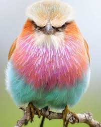 Birds Of A Feather 2020 Episodes 23 Lilac Breasted Roller Facts Coracias Caudatus Justbirding Com In 2020 Lilac Breasted Roller Cute Birds Beautiful Birds