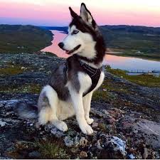 White and black husky laying down in sofa yawning. Black Husky Breed Informations Pet Animal World