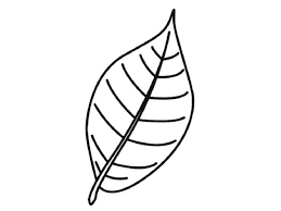 Click the palm tree branch coloring pages to view printable version or color it online (compatible with ipad and android tablets). Pin On Coloringpagebase