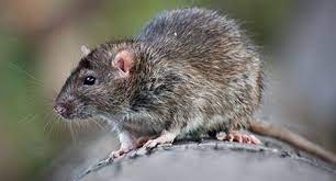 Maybe you would like to learn more about one of these? Rat Id Rat Identification Identify Rats Corky S Pest Control