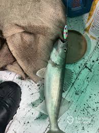 Daily Kelleys Island Fishing Reports (March 2025)