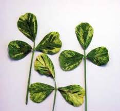Image result for Alfalfa mosaic virus