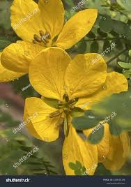 Image result for Cassia abbreviata