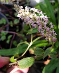 Image result for Platostoma