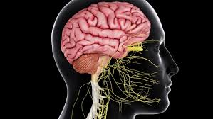 The brain is located within the cranial cavity of the skull and consists of the cerebral hemispheres (forebrain). The Central Nervous System In Your Body