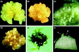 When added in appropriate concentrations, they may regulate cell elongation, tissue swelling, cell division, formation of adventitious roots, inhibition of adventitious and axillary shoot formation, callus initiation and growth. Recent Advances In The Transformation Of Plants Trends In Plant Science