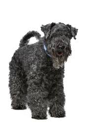 We want to hear your opinion! Kerry Blue Terrier Dog Breed Information Pictures Characteristics Facts Dogtime Kerry Blue Kerry Blue Terrier Large Dog Breeds