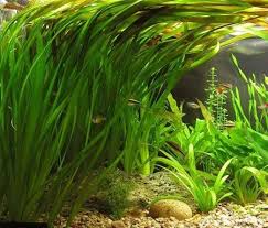Amazon Com Vallisneria Gigantea Live Aquarium Plant Patio Lawn Garden Planted Aquarium Live Aquarium Plants Fish Tank Plants