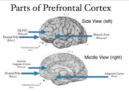 Image result for Frontal Lobe