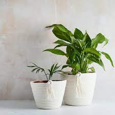 ✅ free next day delivery over £75. Cotton Plant Pot Handmade Sustainable Twist Rope Plant Pots Uk