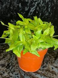 Image result for Lessertia pauciflora