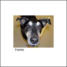Dogs may exhibit signs of various thyroid diseases associated with abnormal functioning of the thyroid gland. This Dog Can Sniff Out Thyroid Cancer Health24