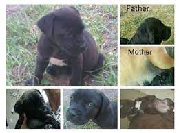 Cape town, western cape · city: Black Boerboel Puppy Cape Town Free Classifieds In South Africa