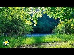 Sound Of Birds Chirping In The Morning Mp3 Free Download Morning On The River And The Gentle Singing Of Spring Birds Youtube In 2020 Nature Sounds Spring Birds Ocean Sounds
