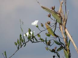 Image result for Aniseia martinicensis