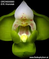 Image result for Polystachya campyloglossa