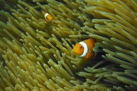 Protection of the great barrier reef is a top priority for the australian government and with over 2 million visitors a year, the great barrier reef is one of the most popular attractions in australia and. Finanzoffensive Fur Das Great Barrier Reef Klimareporter