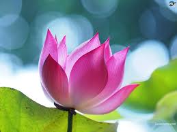 Lotus 4a Jpg Lotus Flower Wallpaper Lotus Image Lotus Wallpaper