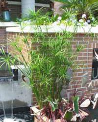 Image result for Cyperus clavinux