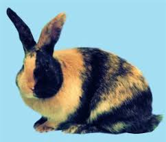 The harlequin rabbit breed is a very popular rabbit breed aka japanese or magpie. Harlequin Rabbit Alchetron The Free Social Encyclopedia