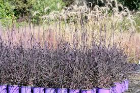 Image result for Andropogon africanus