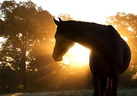 Image result for HORSE