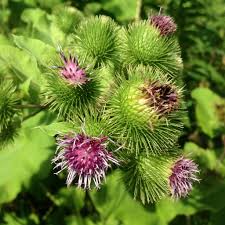 Image result for Rhipidoglossum bilobatum