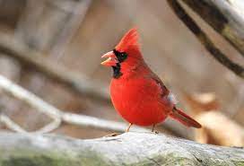 The pennsylvania game commission, as an independent agency of the commonwealth, has jurisdiction over and management responsibility for all wildlife in pennsylvania. Red White And Blue Birds Of Pennsylvania Pennlive Com