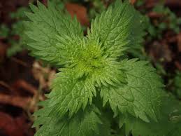 Image result for Urtica urens