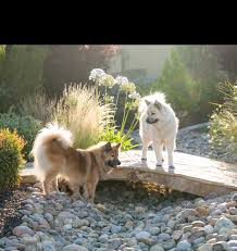 California, which is called the golden state, is the most populous this makes it attractive for dog owners and puppy lovers giving them lots of outside time to roam and play. Braxena Eurasiers