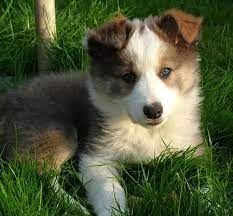 Border Collie Colours Collie Puppies For Sale Border Collie Colors Collie Puppies