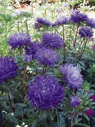 Veseys Summer Flowers Garden Aster Flower Family Flowers