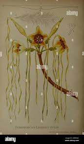 Image result for Strophanthus eminii