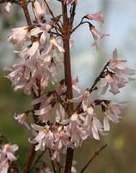 Pink Forsythia Abeliophyllum Distichum Roseum Struiken Boom