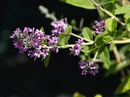 Image result for Komule střídavolisté